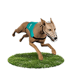 金錢豹娛樂城娛樂城白金賽狗